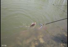 怎样才能钓好黑坑滑口鲤鱼呢？