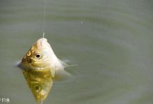 黑坑钓鱼爆护的五个方法