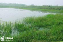 浅谈野外草塘垂钓的三个技巧