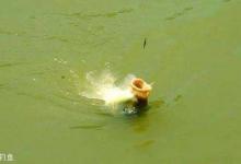 水库钓鲤鱼的知识点，学会不空军