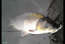 春季水库野钓多种对象鱼的技巧汇总