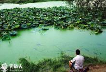 污水鱼塘钓鱼打窝用饵的技巧