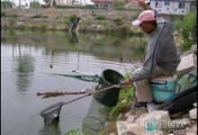 黑坑钓鱼技巧（钓位、钓组、鱼情、饵料等）