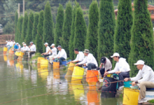 黑坑钓鱼的技巧有哪些？5个技巧