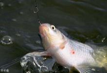 黑坑怎么钓滑口鱼？五种观漂方法上鱼更简单