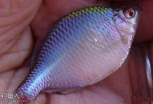 晚秋在水库野钓鳑鲏技巧大揭秘