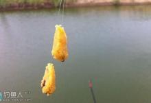 寒冬黑坑用饵调钓的诀窍