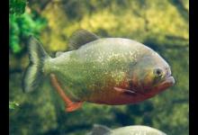 黑坑钓鲳鱼应该注意什么问题？