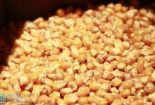 玉米粒为饵作钓黑坑技巧