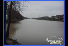 新春娄唐河涨水钓大鲤日记