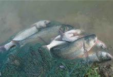 夏季水库不准钓鲢鳙？3个方面避免