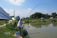 黑坑偷驴怎么样才能钓到更多的鱼呢？