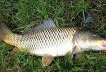 水库钓鲤鱼的4个秘密绝招，学会以备不时之需