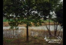 春季葛家村水塘垂钓日记[野钓司]