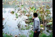 残荷塘冬钓鲫鱼的六大技巧