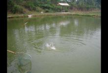 陈年鱼塘作钓，窝里冒泡但钓不上鱼？