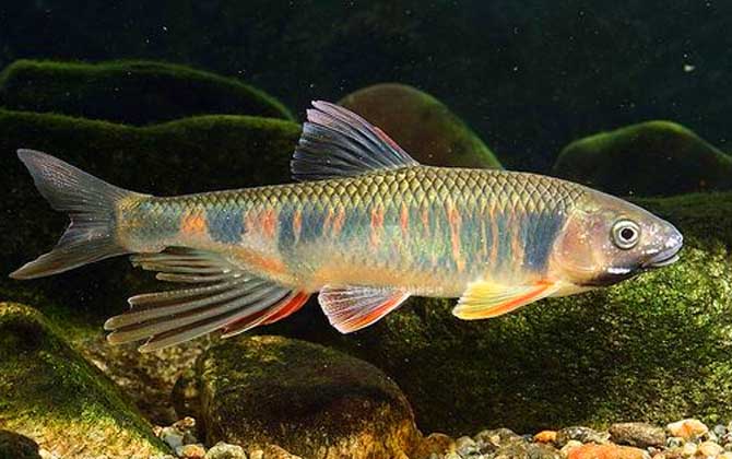 尖鳍鱲是什么鱼?