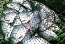 台钓鲫鱼，应该这样调漂，鱼口清晰不跑鱼