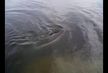 带钩半水调漂，总共就四步，看一遍就会