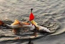 教你解读两个常见漂相，不打空竿