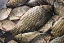 冬季鱼口轻，调钓宜钝不宜灵，原因就在这