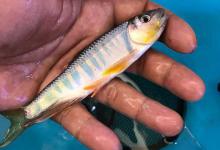 宽鳍鱲怎么钓上鱼快？