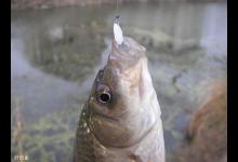 冬季钓鲫鱼，钓灵还是钓钝？