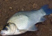 对付轻口鱼的调漂技巧