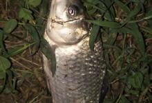 钓鱼小白调漂方法，请大师指正