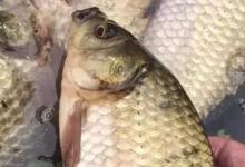 浮漂的顿口总是没别人清晰？搞定这4点即可超越