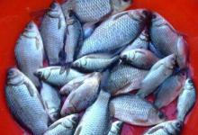 如何漂动提竿就中鱼？让浮漂节奏与吃口节奏一样