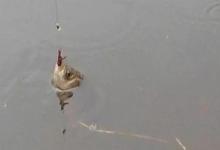 用红虫钓鱼怎么调漂？注意四个点