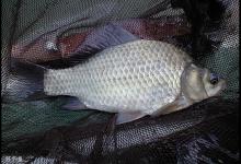 5种鱼咬钩引起的漂相