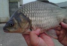 掌握饵料与浮漂示目的对应关系才能灵活调漂