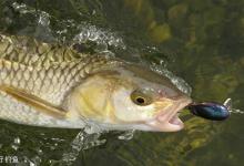 野钓鲤鱼调漂，可以调灵也可以调顿