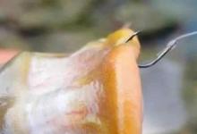 钓组调整，饵料到底后怎么做才能让每一口都是真实信号