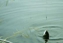 冬季钓鲫鱼应该如何正确地调漂