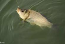 冬季钓鱼，该如何用蚯蚓调漂，你知道多少？