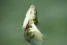 浮漂调钓的一些基本技巧，讲的是浮漂调钓的精髓