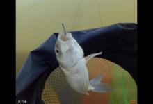 台钓调漂到底要调几钓几？总不能一直调四钓二