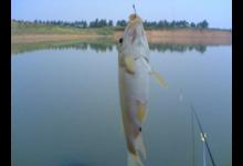 野钓鲫鱼调漂，如何在灵与钝中自由转换