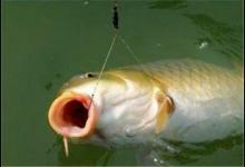 调漂要怎么调?调灵VS调钝