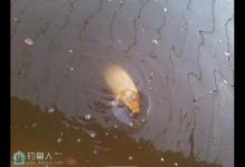 冬季大棚实战的调钓技法