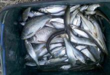 怎么调漂更能抓实口？为什么很多钓友说是调平水