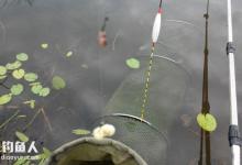 关于台钓浮漂的灵顿调法应用