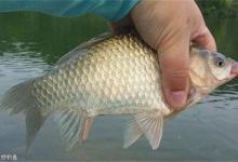 冬季钓鱼如何调漂，才能准确抓住鱼口