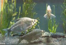 如何根据鱼情进行调漂？看这三点即可