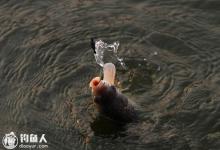 浮漂清晰顿口不中鱼的原因及应对技巧