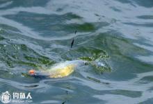 区分真假漂相，避开提竿无鱼的鱼情