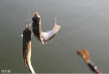 野钓最快最简单的调漂方法